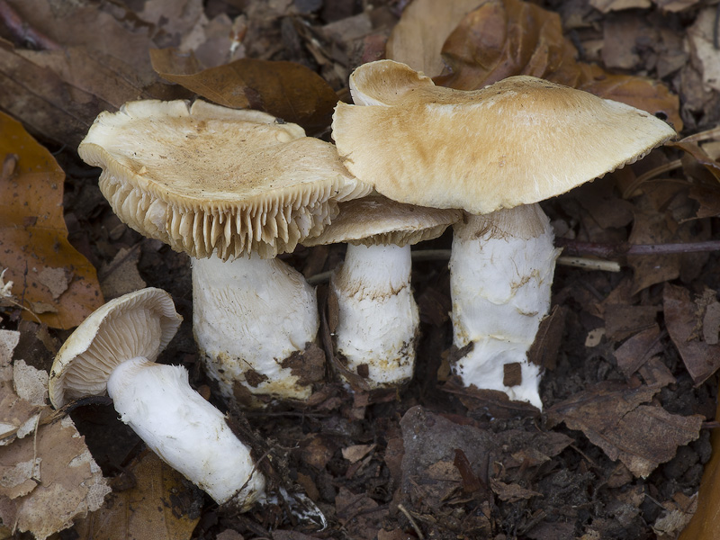 Cortinarius vulpinus